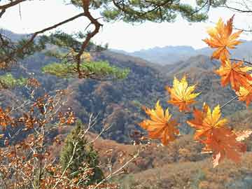 向太陈岚月亮星座（向太陈岚多高）